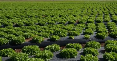 Salata Tarlası, Güney Fransa, Gard Bölümü, Fransa