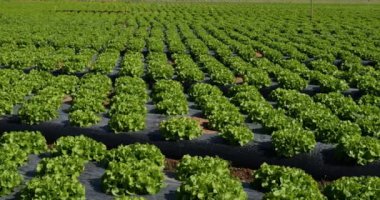 Salata Tarlası, Güney Fransa, Gard Bölümü, Fransa