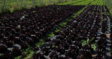 Salata Tarlası, Güney Fransa, Gard Bölümü, Fransa