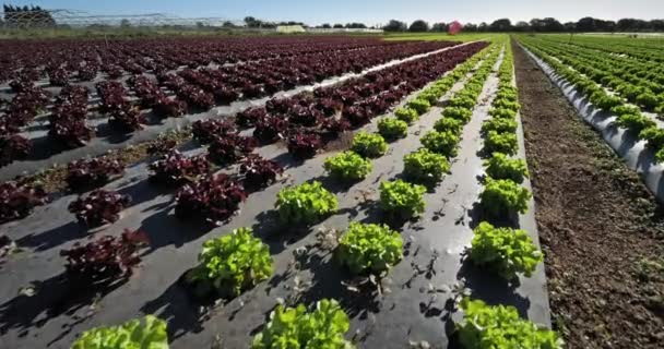 Saladegebied Zuid Frankrijk Departement Gard Frankrijk — Stockvideo