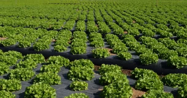 Campo Saladas Sul França Departamento Gard França — Vídeo de Stock