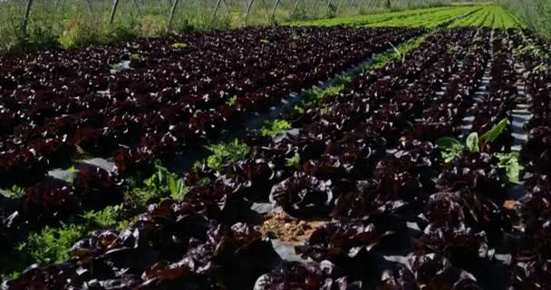 Field Salads Southern France Gard Department France — Stock Video