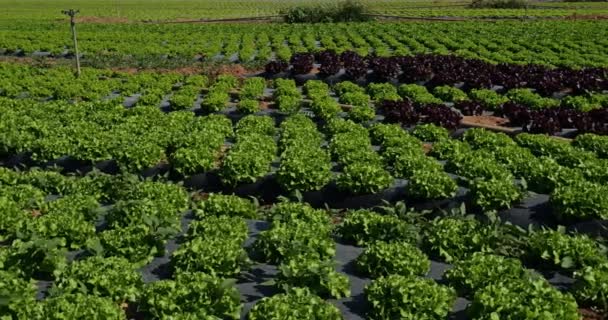 Field Salads Southern France Gard Department France — Stock Video
