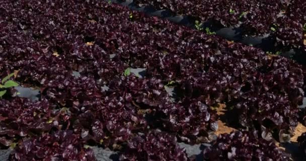 Salata Tarlası Güney Fransa Gard Bölümü Fransa — Stok video