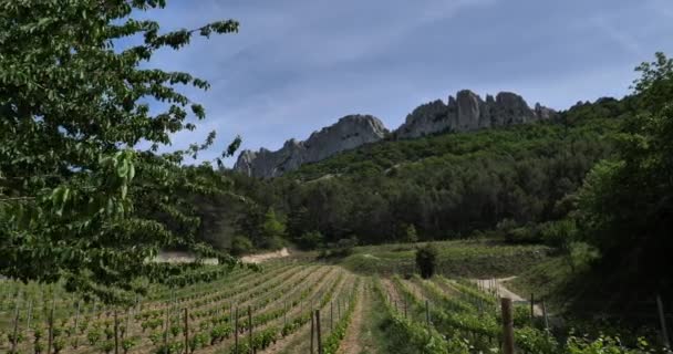 Dentelles Montmirail Vaucluse Departmanı Provence Fransa — Stok video