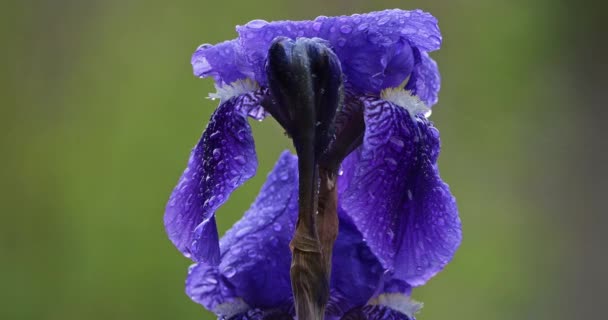 Detalle Iris Azul Floreciente — Vídeos de Stock