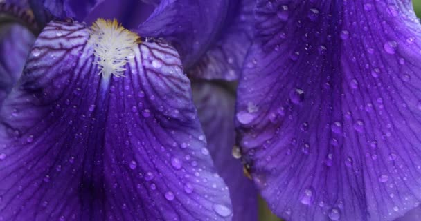 Çiçekli Mavi Bir Iris Ayrıntıları — Stok video