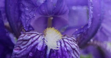 Çiçekli mavi bir Iris 'in ayrıntıları