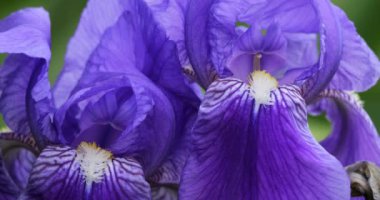 Çiçekli mavi bir Iris 'in ayrıntıları