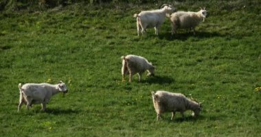 Bir grup keçi tarlada, Herault Bölümü, Fransa