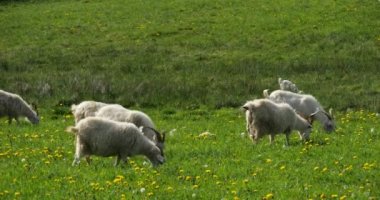 Bir grup keçi tarlada, Herault Bölümü, Fransa