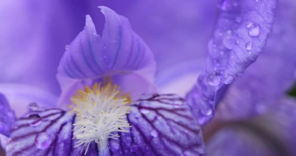 Détail Iris Bleu Fleuri — Video