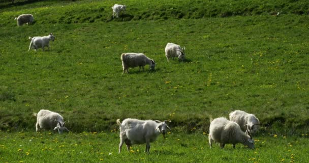 畑のヤギのグループ フランスのHerault部門 — ストック動画