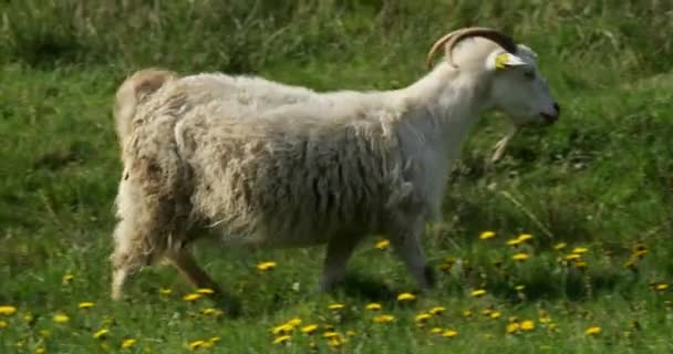 Groupe Chèvres Dans Les Champs Département Hérault France — Video