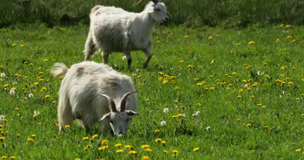 畑のヤギのグループ フランスのHerault部門 — ストック動画