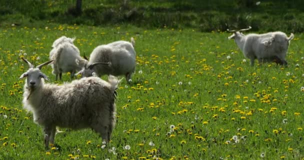 Ziegengruppe Auf Den Feldern Département Herault Frankreich — Stockvideo