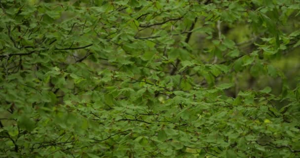 Буковая Листва Весенний Сезон Лес Департаменте Эро Окситанская Франция — стоковое видео