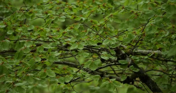 Follaje Haya Durante Temporada Primavera Bosque Departamento Herault Francia Occitano — Vídeo de stock