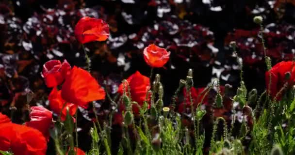 Red Poppies Fields Occitan Gard Megye Franciaország — Stock videók