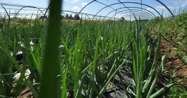 Biologischer Landbau Zwiebelsorten Departement Gard Frankreich — Stockvideo