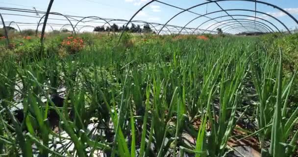 Organik Tarım Soğan Çeşitliliği Gard Bölümü Fransa — Stok video