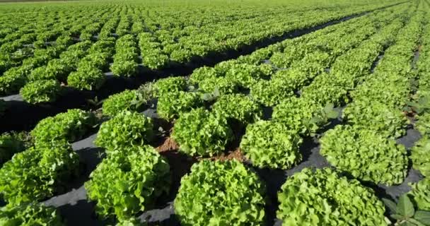 Campo Saladas Sul França Departamento Gard França — Vídeo de Stock
