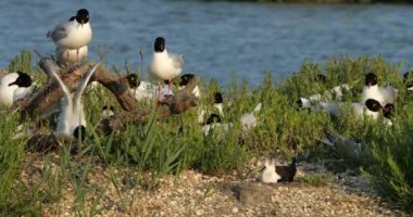 Akdeniz martısı (Ichthyaetus melanocephalus) ve Kara kanatlı stilt (Himantopus himantopus, yumurta kuluçka döneminde, Camargue, Fransa