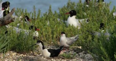 Akdeniz martısı (Ichthyaetus melanocephalus), Kara kanatlı stilt (Himantopus himantopus) ve Arktik tern, yumurta kuluçka döneminde, Camargue, Fransa