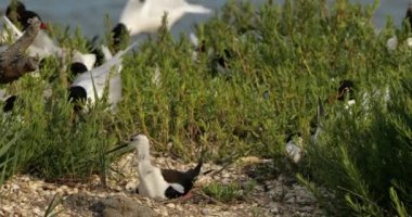 Akdeniz martısı (Ichthyaetus melanocephalus) ve Kara kanatlı stilt (Himantopus himantopus, yumurta kuluçka döneminde, Camargue, Fransa