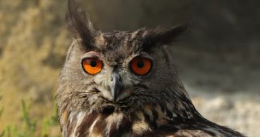 Avrasya kartal baykuşunun portresi (Bubo bubo), Fransa