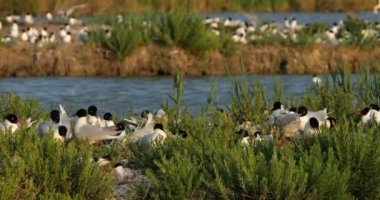 Yumurta kuluçka döneminde Akdeniz martı sürüsü ve Kuzey Buz Koyu, Camargue, Fransa