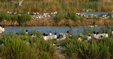 Yumurta kuluçka döneminde Akdeniz martı sürüsü ve Kuzey Buz Koyu, Camargue, Fransa