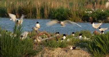 Yumurta kuluçka döneminde Akdeniz martı sürüsü ve Kuzey Buz Koyu, Camargue, Fransa