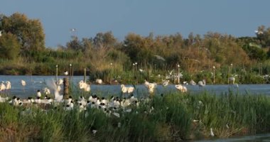 Daha büyük flamingolar, Akdeniz martıları, arktik deniz tarlaları, avocetler, Fransa, Camargue 'de