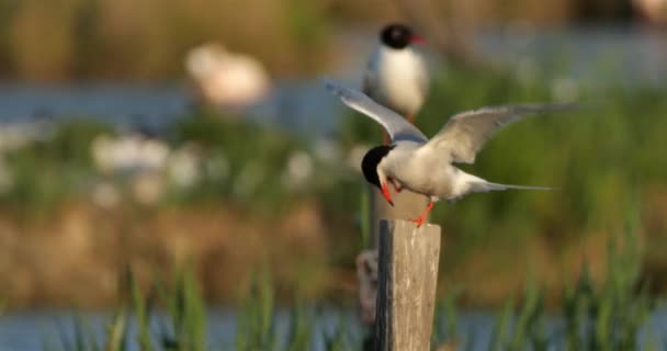 Arctic Tern Perched Sterna Paradisaea Camargue França — Vídeo de Stock