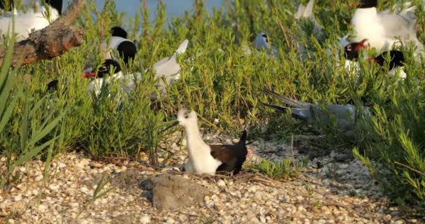 地中海海鸥 Ichthyaetus Melanocephalus 和黑翅海鸥 Himantopus Himantopus 在蛋孵化期 法国Camargue — 图库视频影像