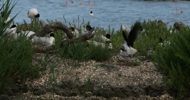 法国坎普瑞市 一群地中海海鸥 黑翅燕鸥和北极燕鸥在孵蛋期间 — 图库视频影像
