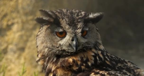 Retrato Eurasian Eagle Owl Bubo Bubo França — Vídeo de Stock