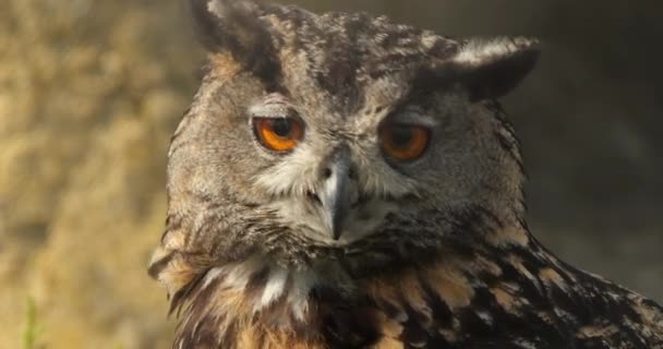 Retrato Eurasian Eagle Owl Bubo Bubo França — Vídeo de Stock