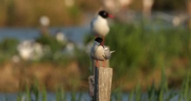 Kuzey Kutbu 'ndaki deniz feneri tünemiş, (Sterna paradisaea) Fransa' daki Camargue
