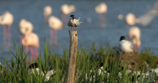 Arctic Tern Perched Sterna Paradisaea Camargue France — Stock Video