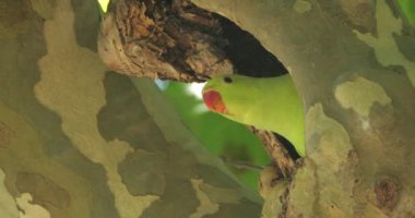 Yuvadaki gül halkalı papağan, Montpellier, Occitan, Fransa