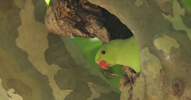 Yuvadaki Gül Halkalı Papağan Montpellier Occitan Fransa — Stok video