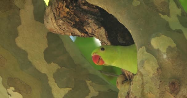 Papoušek Hnízdě Montpellier Occitan Francie — Stock video