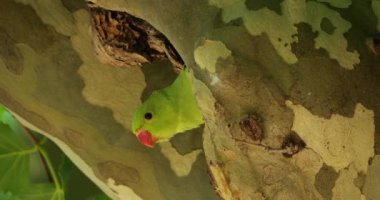 Yuvadaki gül halkalı papağan, Montpellier, Occitan, Fransa