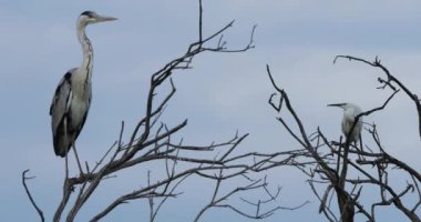 Gri balıkçıl ve küçük balıkçıl kampı, Fransa 'daki Pont de Gau ornitoloji parkı.
