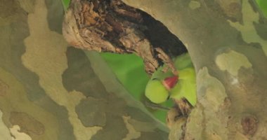 Yuvadaki gül halkalı papağan, Montpellier, Occitan, Fransa