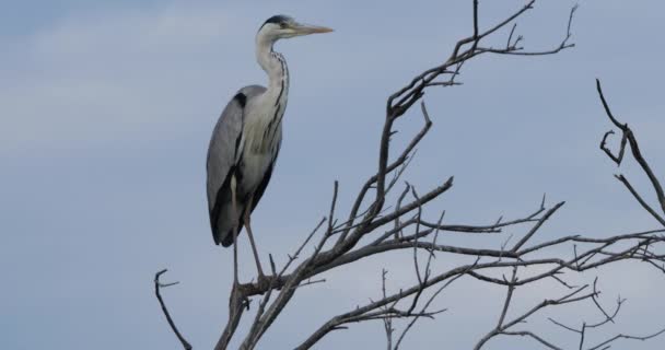 Garça Cinzenta Camargue Parque Ornitológico Pont Gau França — Vídeo de Stock