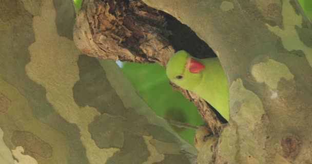 Papoušek Hnízdě Montpellier Occitan Francie — Stock video