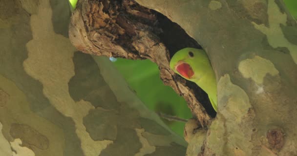 伊斯坦布尔 蒙彼利埃 筑巢中的玫瑰环鹦鹉 — 图库视频影像